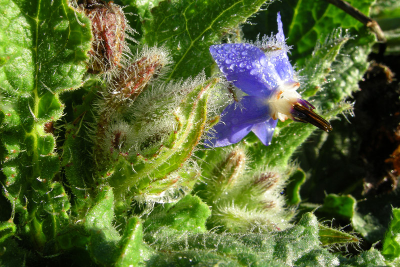 Borago officinalis / Borragine comune